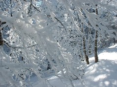 Zieleniec 2003